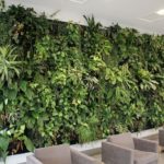 Location de plantes en entreprise - office-plant-wall