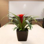 Location de plantes en entreprise - boardroom