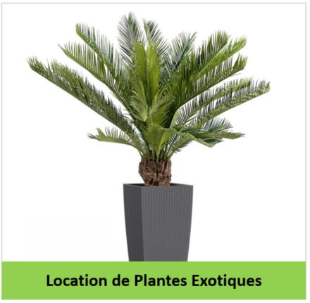 location de plantes exotiques GESTE VERT